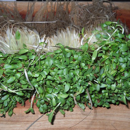 Fenugreek Leaves (मेथी)