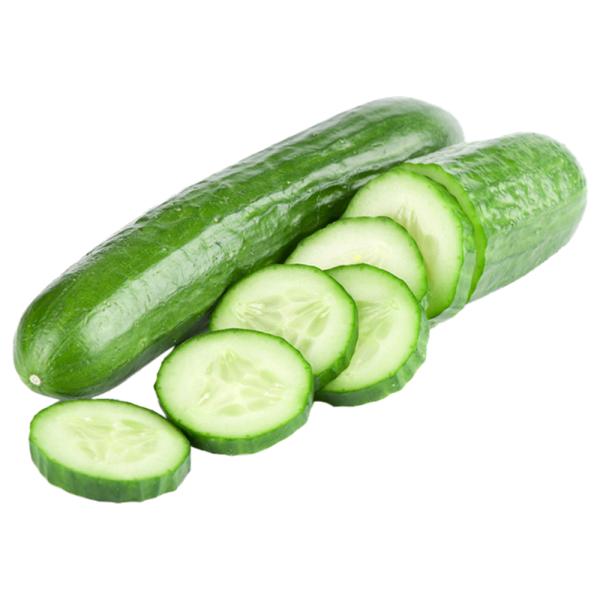 Cucumber Green House खीरा ग्रीन हाउस