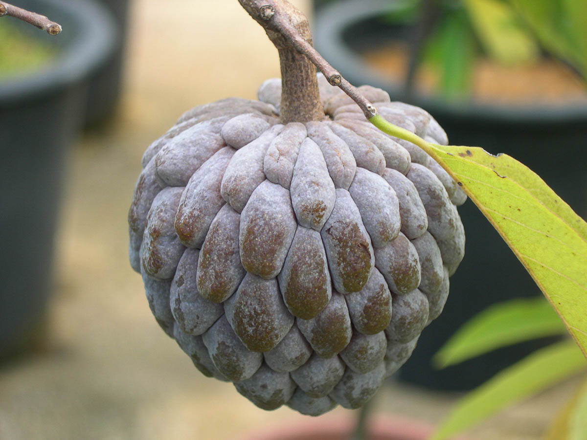 Custard Apple (सीताफल)