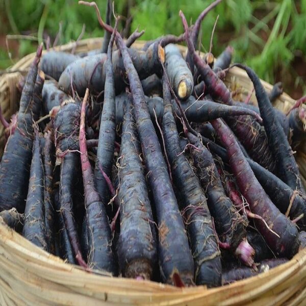 Black Carrot (काली गाजर)