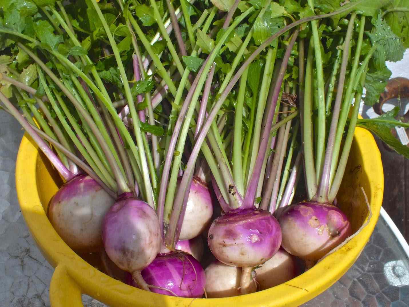 Turnip (शलजम)